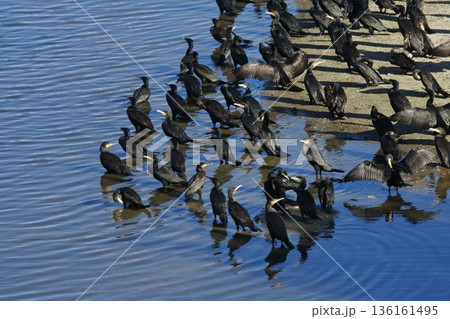 カワウの群れ 136161495