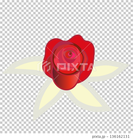 Illustration of a red rose Illustration of a red rose 136162131