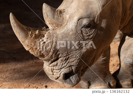 Powerful rhinoceros portrait in warm natural sunlight 136162132
