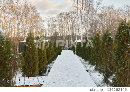 Tranquil snowy pathway surrounded by evergreens and frosted bushes 136162146