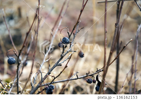 Wild dried berries on bare branch. Close up of plant with shriveled blue fruit. Nature decay and winter season concept 136162153
