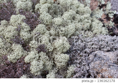 Close up view of reindeer lichen on a rock. Detailed natural texture for eco friendly design or background pattern 136162178