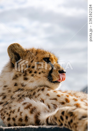 Baby cheetah cub licking its nose. Wild and majestic animal. Nature photography for wildlife conservation and educational material. Baby cheetah cub licking its nose. Wild and majestic animal. Nature photography for wildlife conservation and educational material. 136162184
