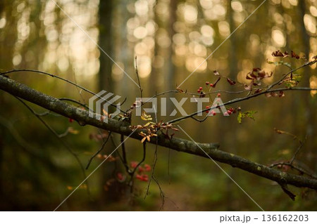 Gently lit scene of moss and red berries amid autumn forest ambiance Gently lit scene of moss and red berries amid autumn forest ambiance 136162203