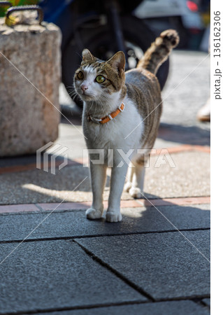 野良猫 のらねこ ノラ猫 136162306