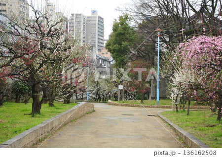 梅が咲く高津宮 136162508