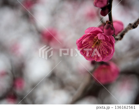 寒い1月に咲いた美しい紅梅「鹿児島紅(カゴシマベニ)」 寒い1月に咲いた美しい紅梅「鹿児島紅(カゴシマベニ)」 136162561
