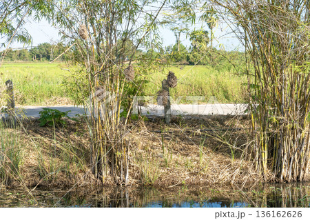 Weaver bird nests hanging from bamboo branches by a roadside canal in a rural tropical landscape. Lush green rice fields and bright sunny day create a serene natural countryside scene. Weaver bird nests hanging from bamboo branches by a roadside canal in a rural tropical landscape. Lush green rice fields and bright sunny day create a serene natural countryside scene. 136162626