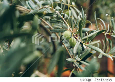 Olive tree branch with green olives growing in a garden during the day Olive tree branch with green olives growing in a garden during the day 136162659