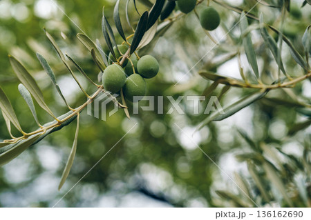 Olive branch with green olives during daytime in a natural setting Olive branch with green olives during daytime in a natural setting 136162690