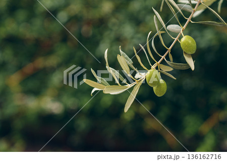 Olive branch with green olives in a garden during daytime 136162716