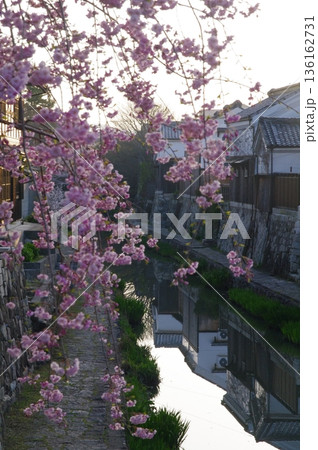 春の滋賀県近江八幡市の堀割では、桜が咲き誇り」屋形船が行き来しています。 春の滋賀県近江八幡市の堀割では、桜が咲き誇り」屋形船が行き来しています。 136162731