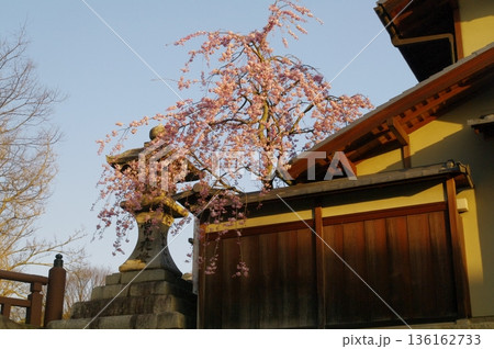 春の滋賀県近江八幡市の堀割では、桜が咲き誇り」屋形船が行き来しています。 136162733