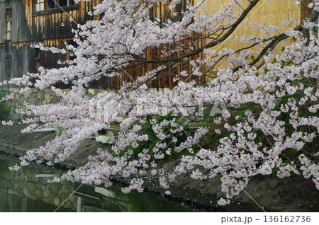 春の滋賀県近江八幡市の堀割では、桜が咲き誇り」屋形船が行き来しています。 春の滋賀県近江八幡市の堀割では、桜が咲き誇り」屋形船が行き来しています。 136162736
