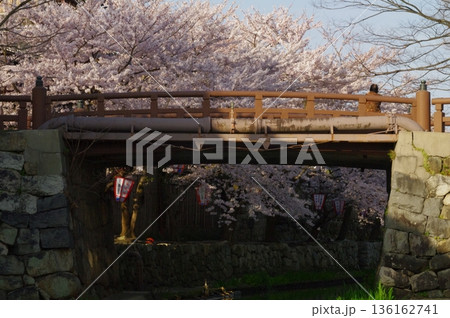 春の滋賀県近江八幡市の堀割では、桜が咲き誇り」屋形船が行き来しています。 春の滋賀県近江八幡市の堀割では、桜が咲き誇り」屋形船が行き来しています。 136162741