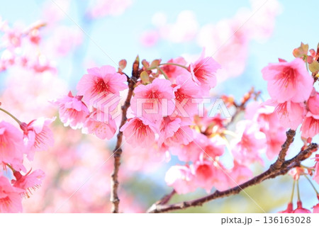 土肥桜　2 136163028