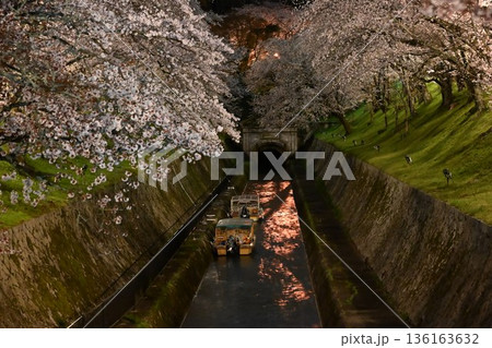 琵琶湖疎水の夜桜 琵琶湖疎水の夜桜 136163632