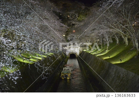 琵琶湖疎水の夜桜ライトアップ 琵琶湖疎水の夜桜ライトアップ 136163633