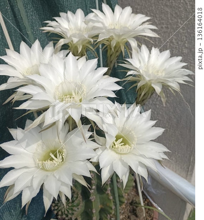 一斉に開花したサボテンの白い花 136164018