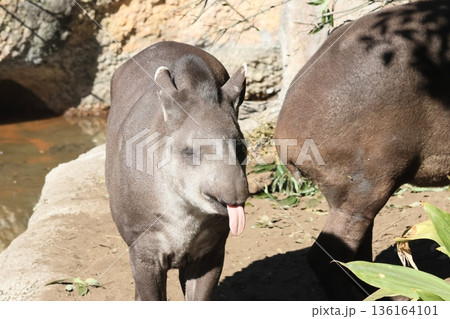 アメリカバク 136164101