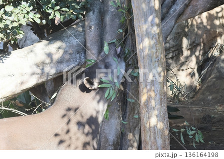 アメリカバク 136164198