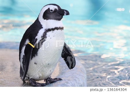 ケープペンギン 136164304