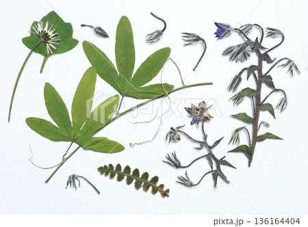 Pressed and dried leaves, flowers isolated on white background. For use in floral patterns, herbariums, scrapbooking. Exotic plants of Mediterranean Sea.  136164404