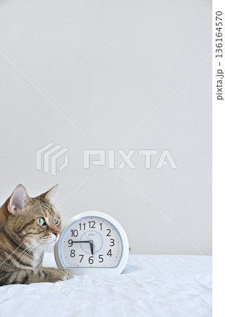 朝の起床を促すキジトラ猫とアナログ時計 ペットのルーティン 朝の起床を促すキジトラ猫とアナログ時計 ペットのルーティン 136164570
