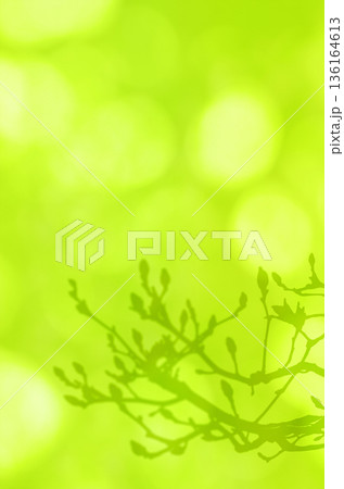 やわらかな陽射しを背景に、春を待つモクレンの蕾 136164613