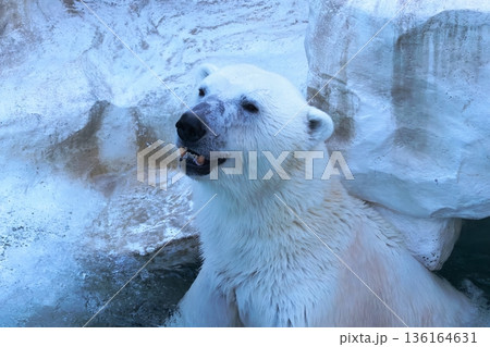 ホッキョクグマ ホッキョクグマ 136164631