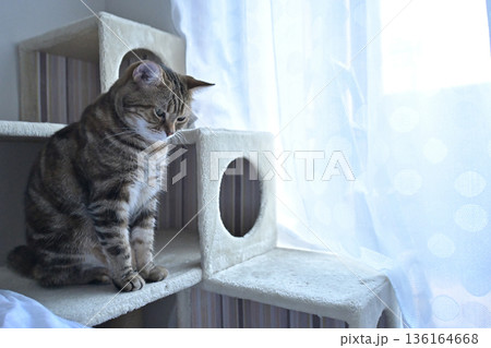 ねこのいる窓際の風景 136164668