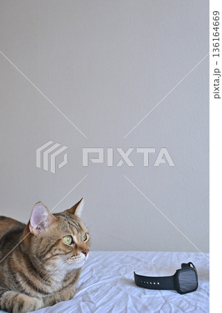 朝の起床を促すキジトラ猫とアナログ時計 ペットのルーティン 136164669