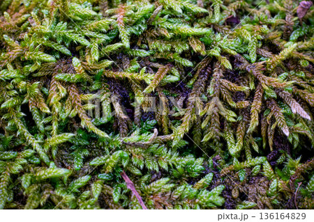 Detailed Macro View of Lichens Growing on Woodland Surface Detailed Macro View of Lichens Growing on Woodland Surface 136164829