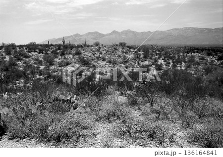 Early Morning Saguaro National Park Early Morning Saguaro National Park 136164841