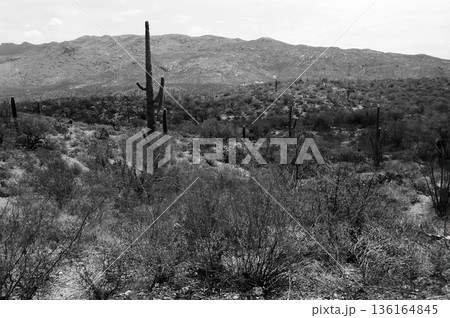 Early Morning Saguaro National Park 136164845