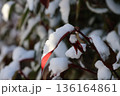 雪をかぶった葉っぱ 136164861