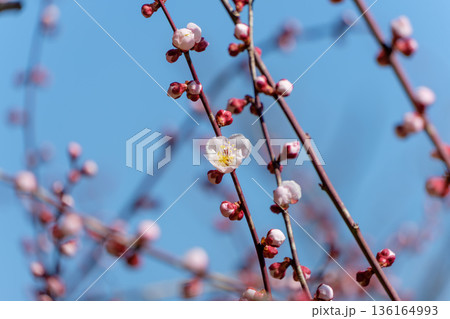 青空に映える白梅の蕾と一輪の花 青空に映える白梅の蕾と一輪の花 136164993