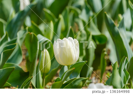花壇の中で凛と咲く一輪の白いチューリップ 136164998