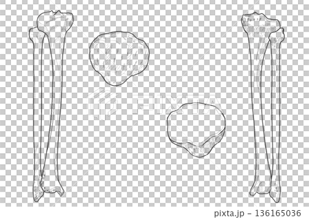 Tibia, fibula, patella Tibia, Fibula, Patella Tibia, fibula, patella Tibia, Fibula, Patella 136165036