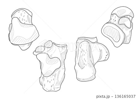 踵骨・距骨 Bones of foot (Talus・Calcaneus) 踵骨・距骨 Bones of foot (Talus・Calcaneus) 136165037