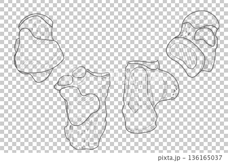 踵骨・距骨 Bones of foot (Talus・Calcaneus) 踵骨・距骨 Bones of foot (Talus・Calcaneus) 136165037
