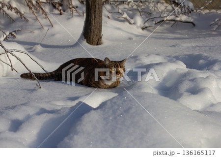 A tabby cat crouched cautiously in the crisp white snow, displaying a focused expression and bright yellow eyes. The cat was searching for prey on a sunny winter day outside. 136165117