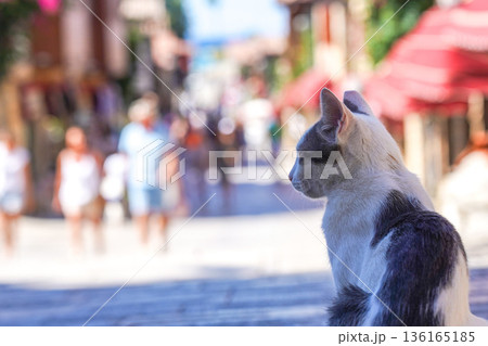 A Serene Cat Observing a Lively Street Scene Filled with People and Colorful Architecture in a Charming Urban Setting A Serene Cat Observing a Lively Street Scene Filled with People and Colorful Architecture in a Charming Urban Setting 136165185