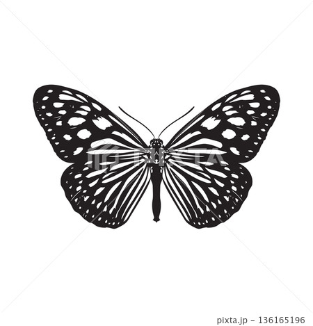 Butterfly Dark Blue Tiger vector Butterfly Dark Blue Tiger vector 136165196