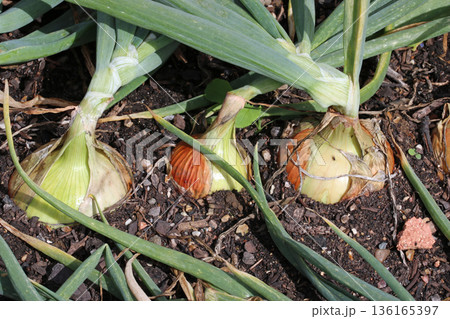 Row of three onions in close up in a vegetable garden Row of three onions in close up in a vegetable garden 136165397