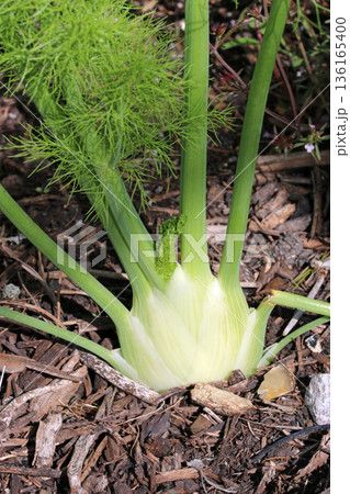 Florence fennel bulb in close up Florence fennel bulb in close up 136165400