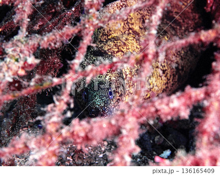 網の向こうからこちらを覗くウツボ 136165409