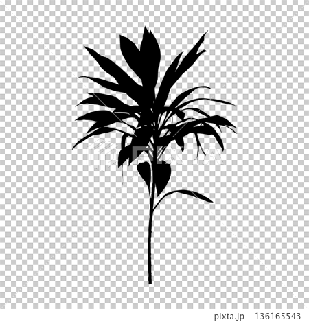 Hawaiian Ti Plant black silhouett Hawaiian Ti Plant black silhouett 136165543