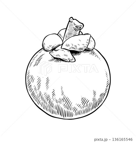 Mangosteen fruit sketch Mangosteen fruit sketch 136165546