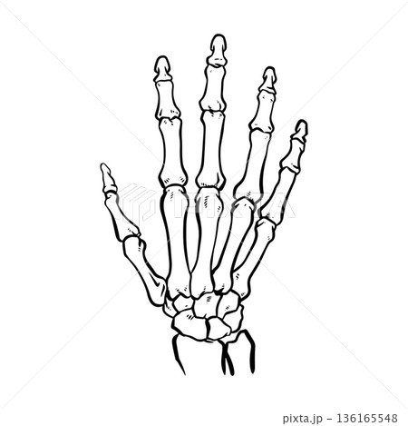 human skeleton hand 136165548